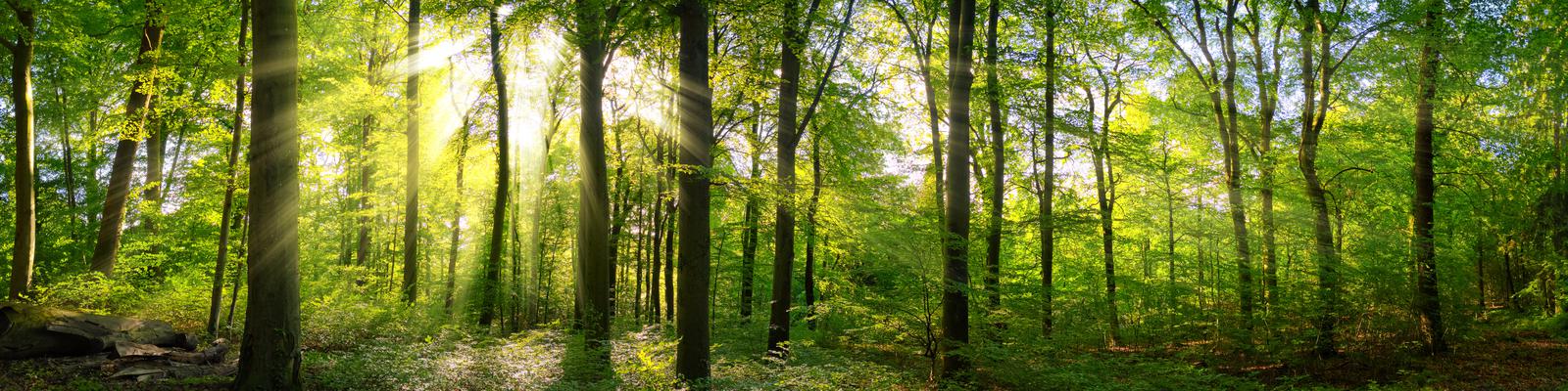 Panorama av en grön skog av lövträd med solen som kastar sina ljusstrålar genom lövverket.